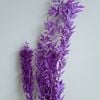 Lá chanh ý Ruscus màu tím
