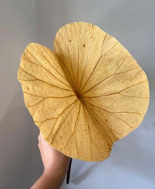 Lá sen trắng size S