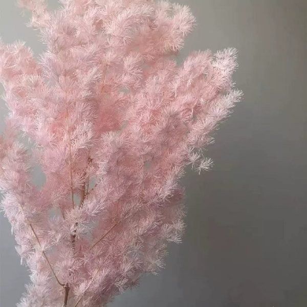 Preserved Asparagus Fern - Pink