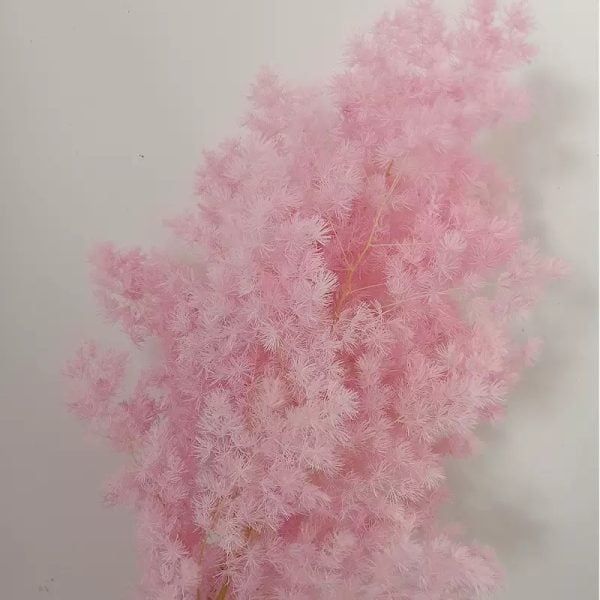 Preserved Asparagus Fern - Pink