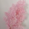 Preserved Asparagus Fern - Pink