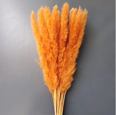 Cỏ lau đuôi cáo màu cam