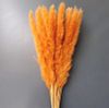 Cỏ lau đuôi cáo màu cam