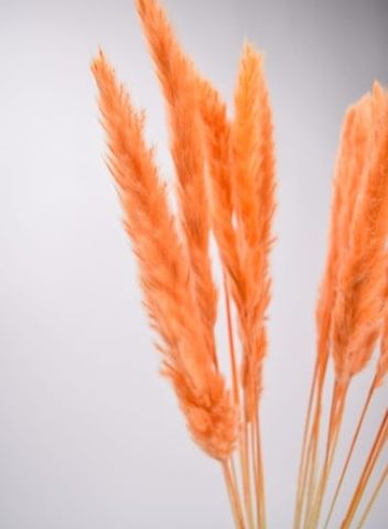 Cỏ lau đuôi cáo màu cam