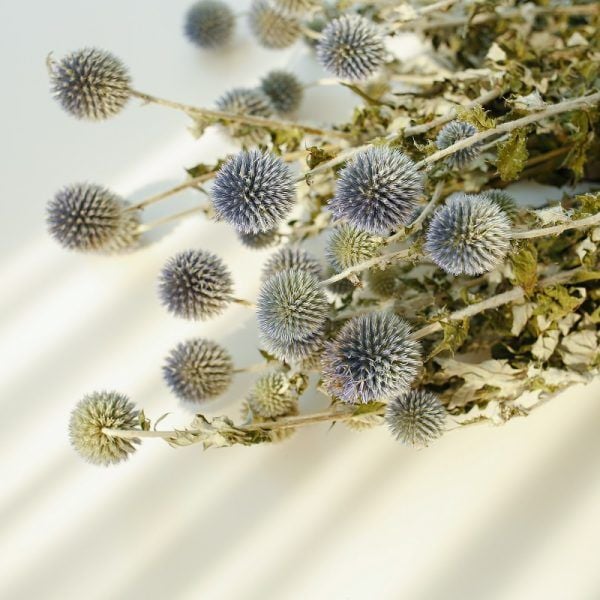 Echinops -gốc