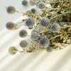 Echinops -gốc