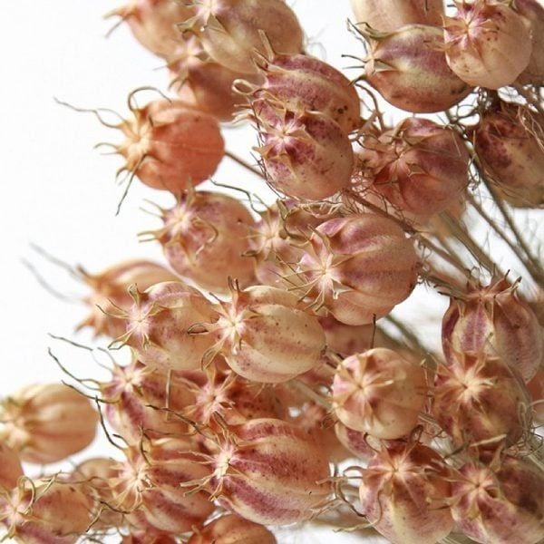 Nigella - nụ hoa khô