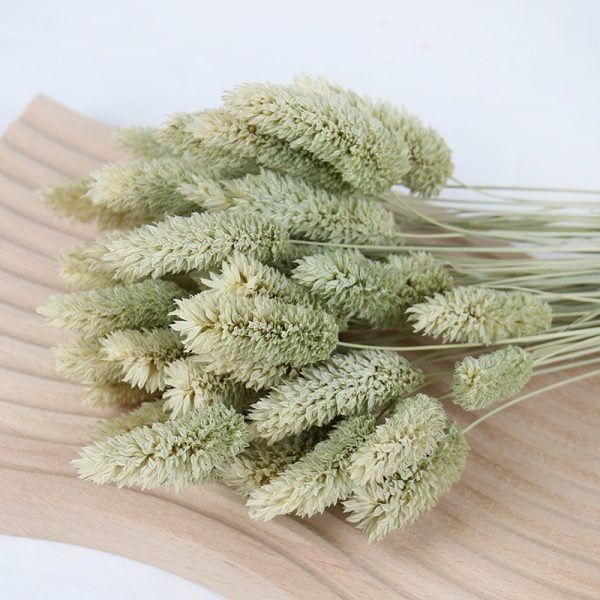 Phalaris TQ - màu tự nhiên