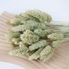 Phalaris TQ - màu tự nhiên