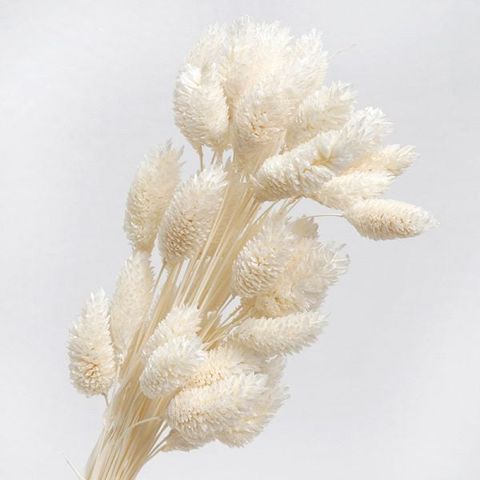 Phalaris TQ - tẩy trắng