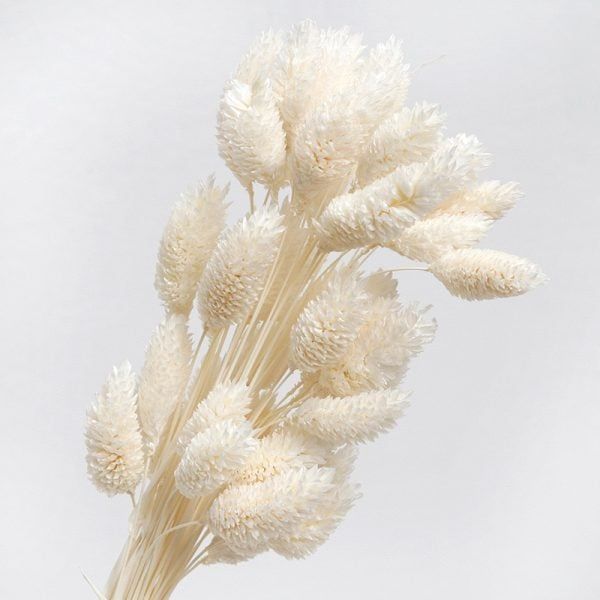 Phalaris TQ - tẩy trắng