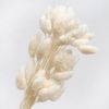 Phalaris TQ - tẩy trắng