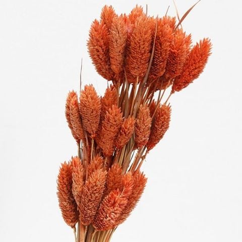 Phalaris TQ - màu cam