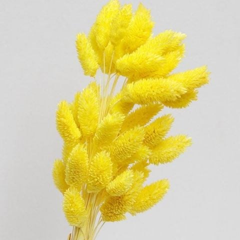 Phalaris TQ - màu vàng