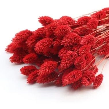 Phalaris TQ -màu đỏ