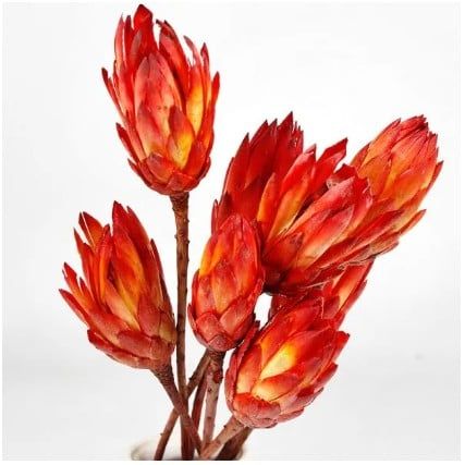 Thảo Đường Protea Pendula