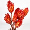 Thảo Đường Protea Pendula