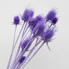 Hoa Teasel bleached nhuộm các màu