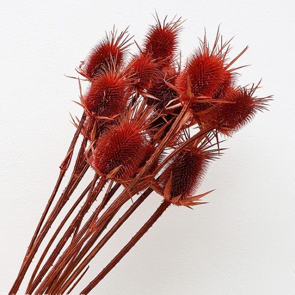 Hoa Teasel bleached nhuộm các màu
