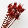 Hoa Teasel bleached nhuộm các màu