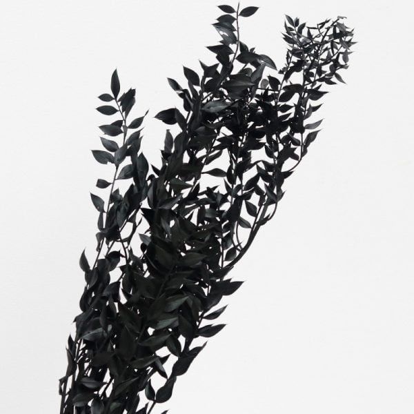 Lá chanh ý Ruscus màu đen