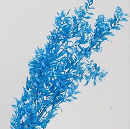 Lá chanh ý Ruscus màu xanh