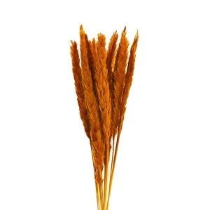 Cỏ lau đuôi cáo màu nâu