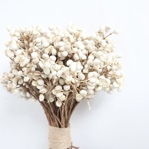 Tallow Berries cành ngắn