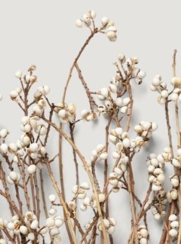Tallow Berries cành cao