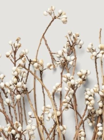 Tallow Berries cành cao