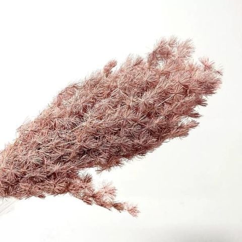 Preserved Asparagus Fern - Brown