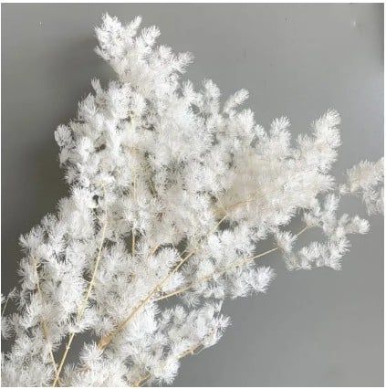 Preserved Asparagus Fern - White