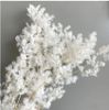 Preserved Asparagus Fern - White