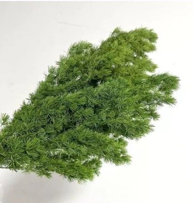 Preserved Asparagus Fern - Green