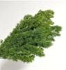 Preserved Asparagus Fern - Green