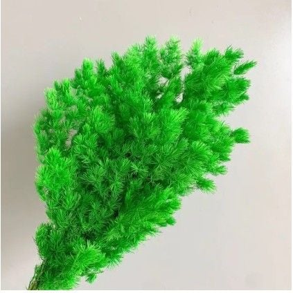 Preserved Asparagus Fern - Green