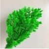 Preserved Asparagus Fern - Green