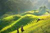 BEST SAPA 3-DAY 2-NIGHT PRIVATE LUXURY TOUR FROM HANOI