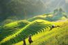 NORTH VIETNAM TOUR PACKAGE 9 DAYS: HANOI, SAPA, NINH BINH & HALONG BAY