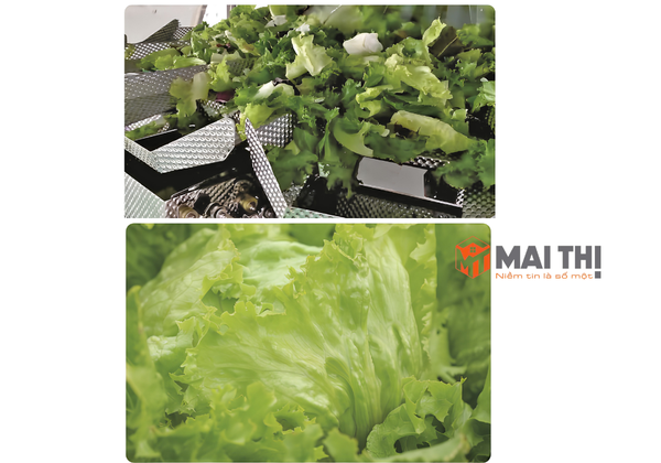 Hệ thống cân định lượng và đóng gói salad tự động