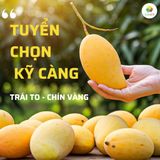  Xoài sấy dẻo 123 FARM - vị chua ngọt tự nhiên, không xơ - Hộp 500g 
