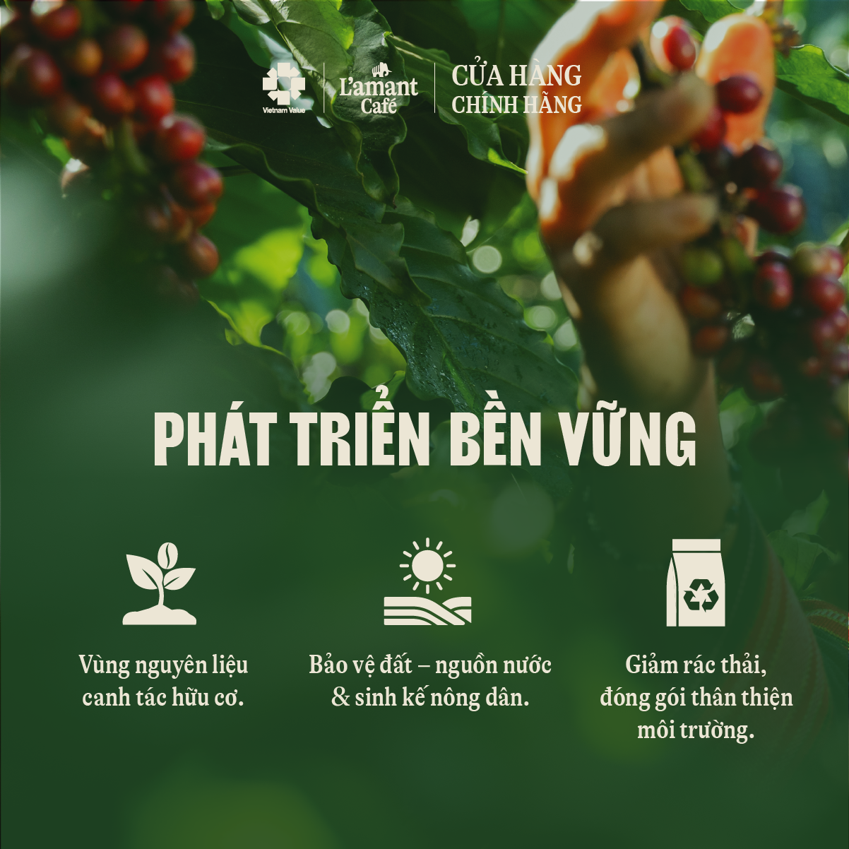  Cà phê hữu cơ nguyên chất L’amant Núi Hàm Rồng - Ham Rong Mountain Organic Coffee 