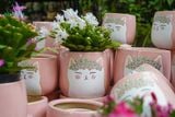  Chậu Mèo Hồng Mặt Quạo, Chậu Gốm Trồng Cây Dễ Thương, 2 size tuỳ chọn. 