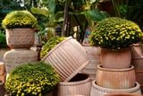  Chậu Sọc Đũa Gốm Đất Nung, Chậu Gốm Trồng Cây Sân Vườn, Chậu Đất Nung. 