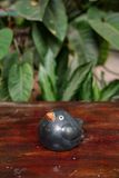  Tượng Thú Gốm Chim Angry Bird Đen Huyền Bí, Gốm Nam Bộ. 
