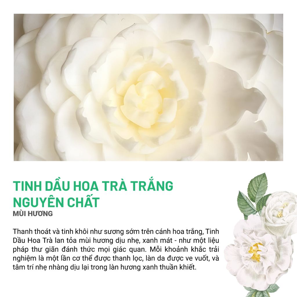 Gel Tẩy Da Chết Cơ Thể Gừng Tràm Trà Hương Hoa Trà Trắng 120/200Gram