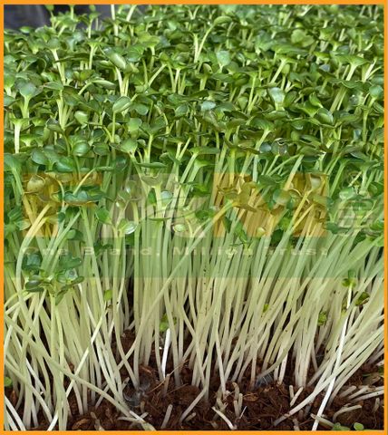 CẢI CỦ TRẮNG MẦM FAM 84