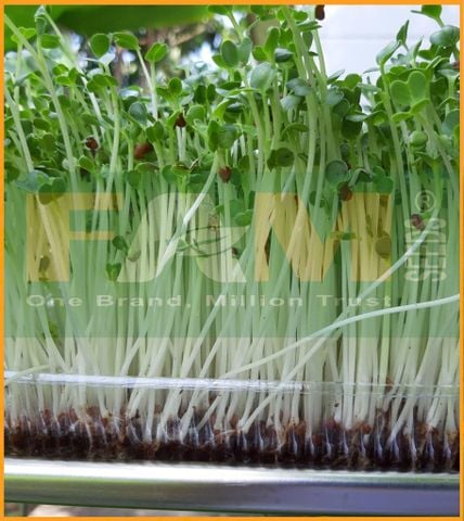 CẢI CỦ TRẮNG MẦM FAM 85