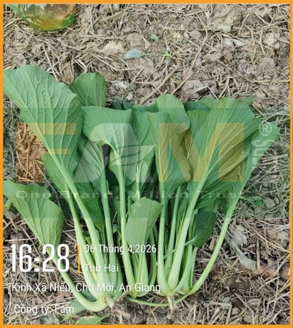 CẢI NGỌT FAM 868