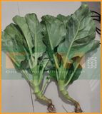 CẢI RỔ FAM 129